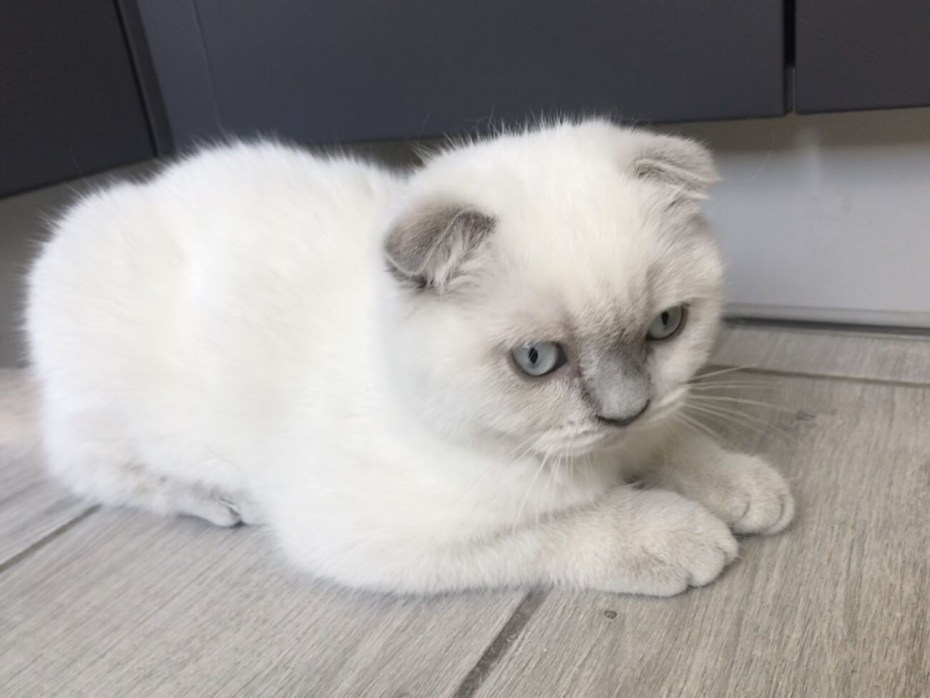 Фото шотландскихкотят колор поинт вислоухих в 1 месяц