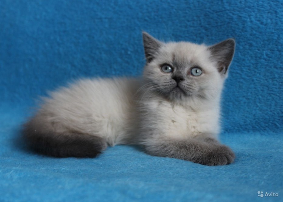 Шотландский котенок колор Пойнт прямоухий