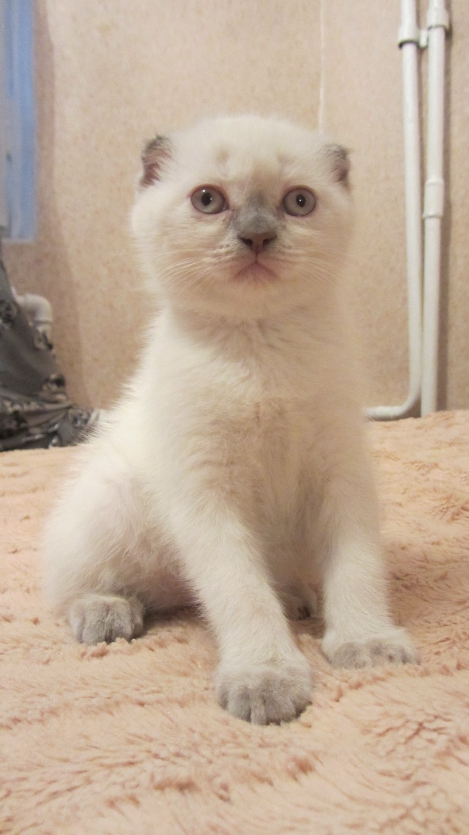 Шотландская кошка поинт колор