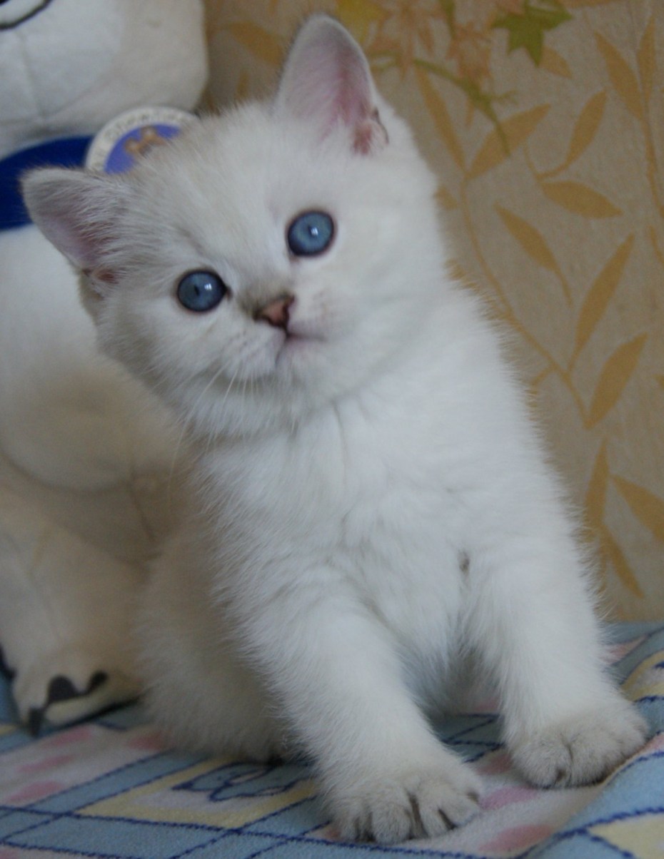 Шотландские колорные котята