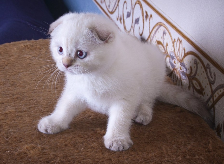 Вислоухие котята колор Пойнт