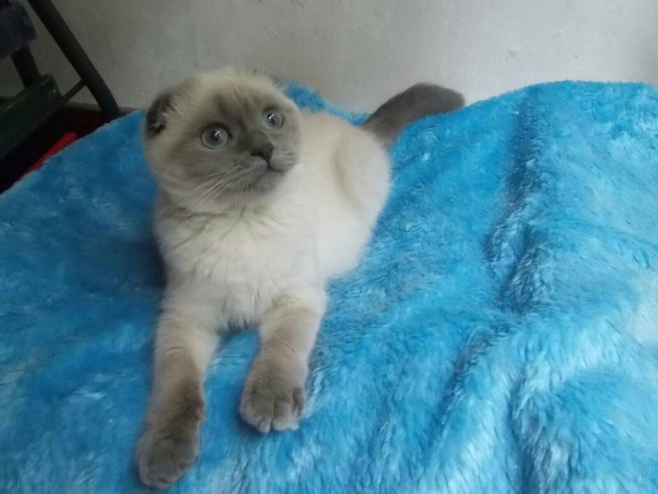 Ice Cat