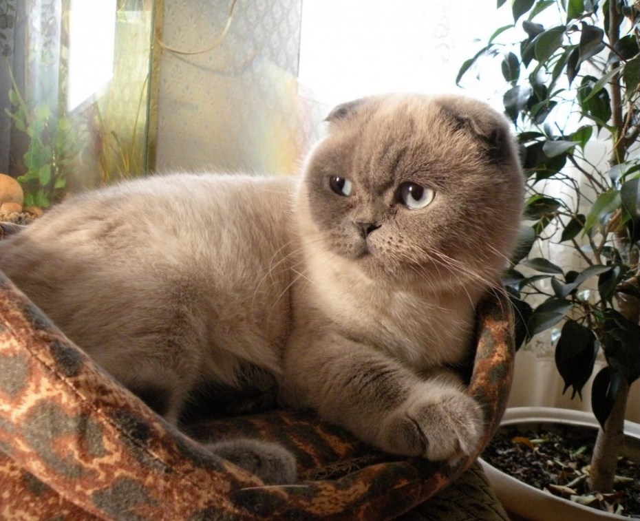 Питомник шотландских вислоухих Блю поинт в Москве