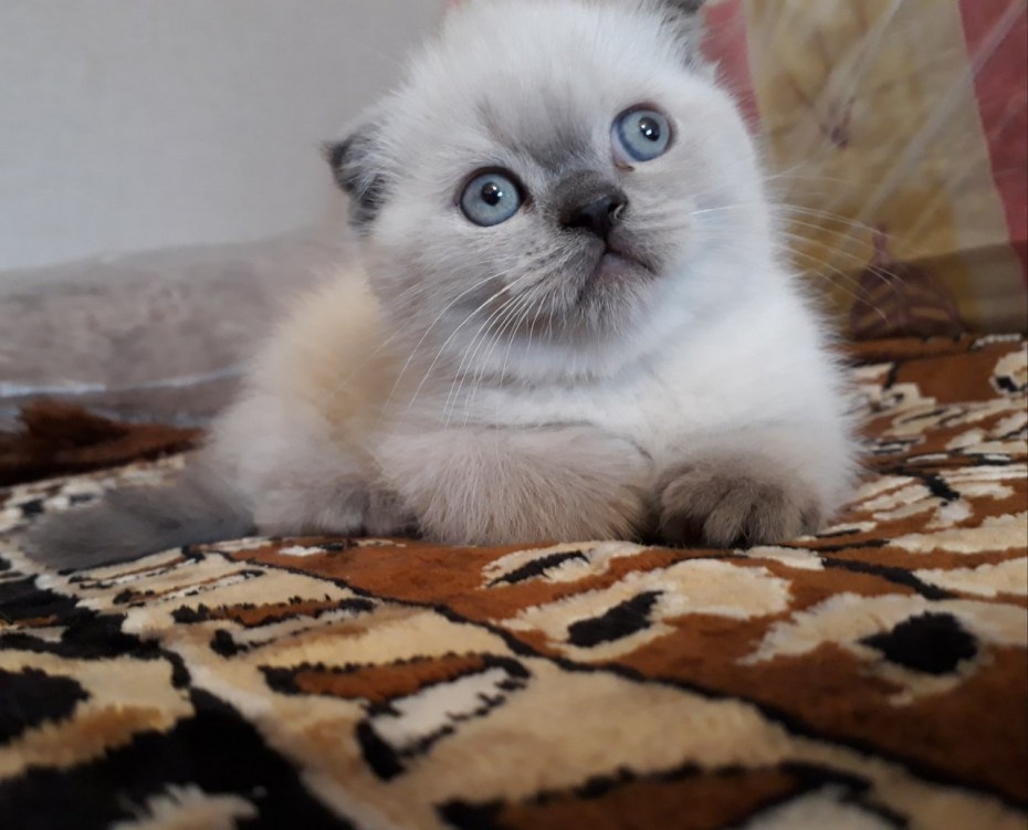 Шотландская вислоухая колор Пойнт
