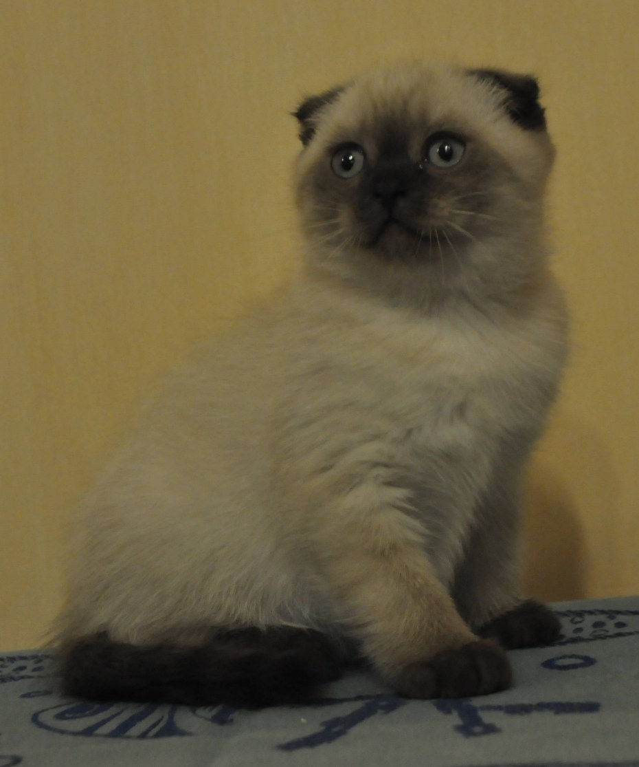 Шотландская вислоухая кошка колор Пойнт