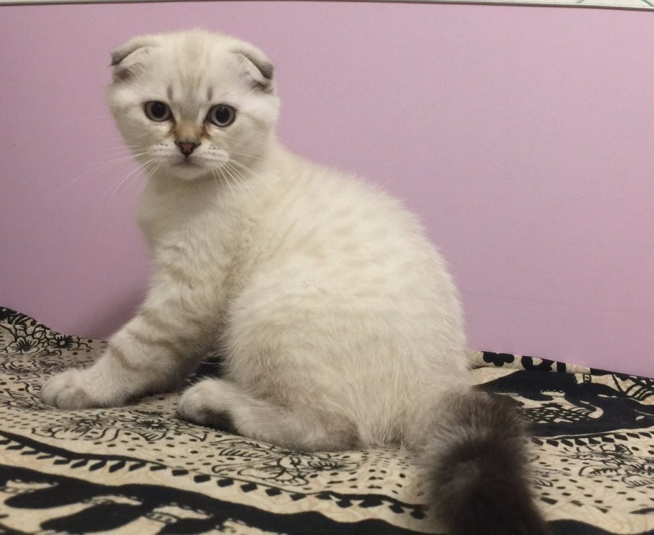 Линкс Пойнт шотландец