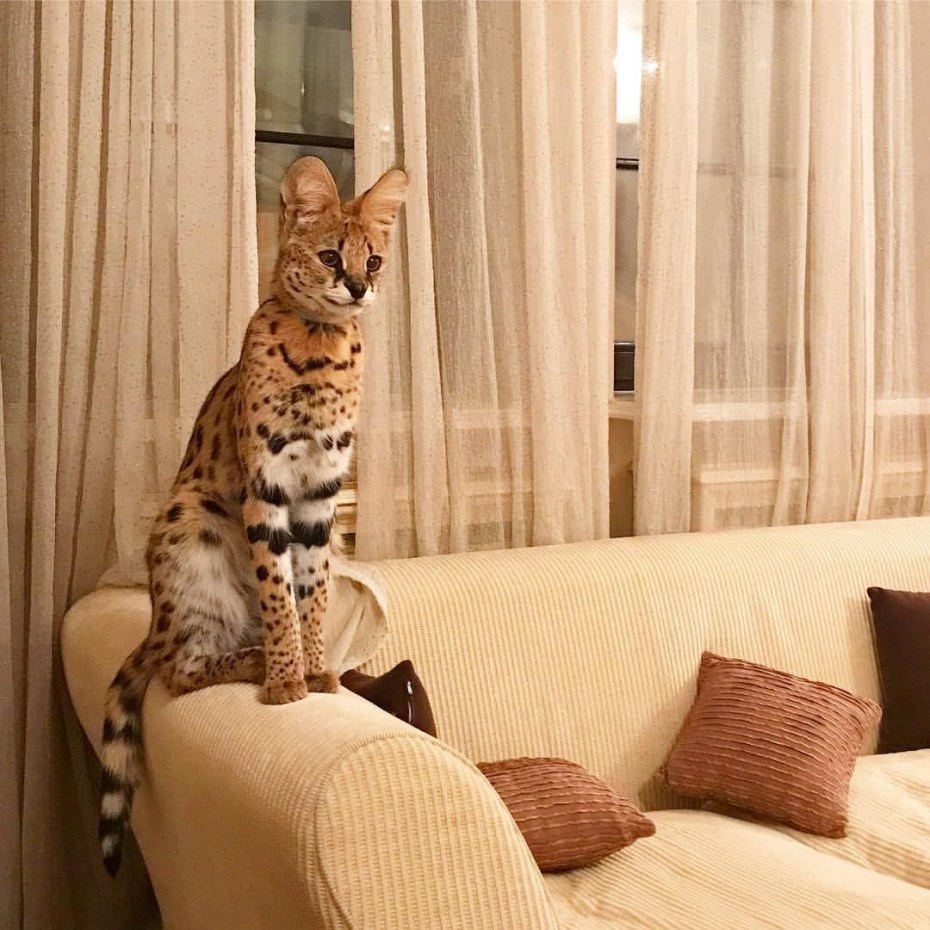 Кот сервал домашний