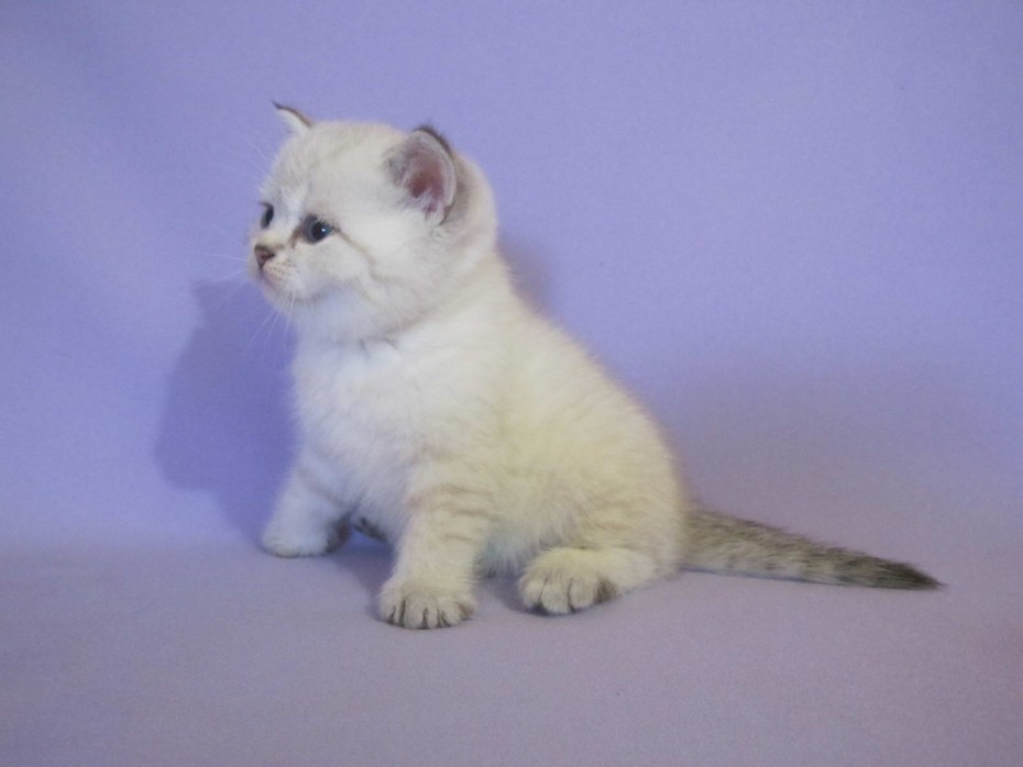 Шотландская скоттиш страйт шиншилла