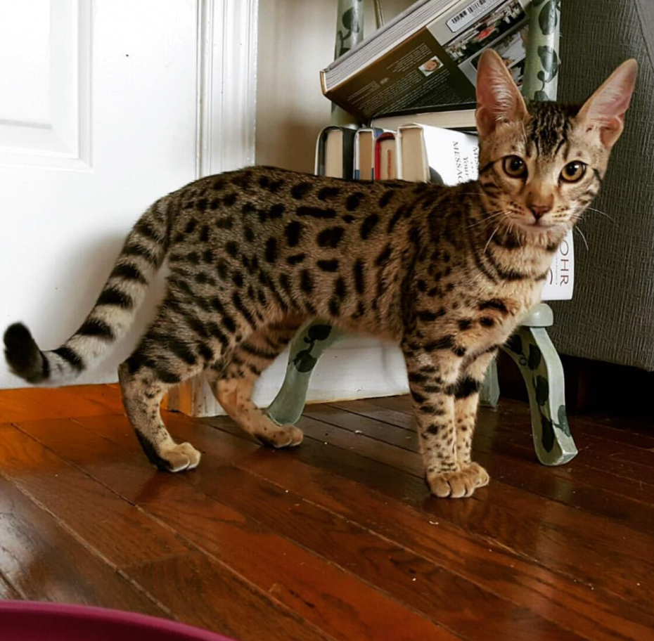 Саванна кошка