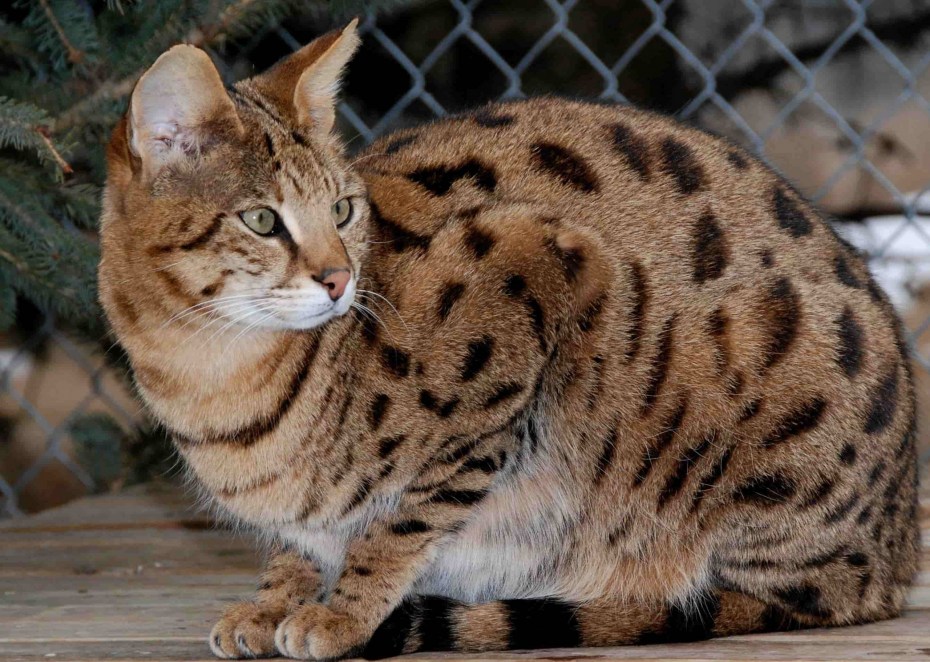 Бенгальская Саванна кошка