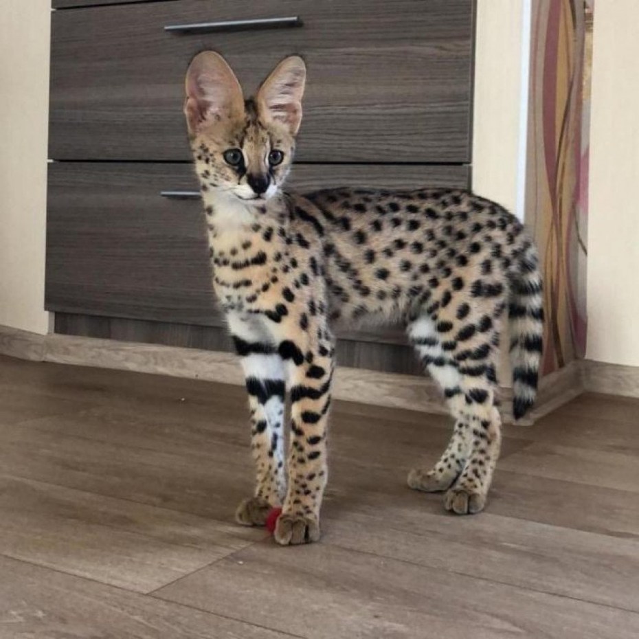 Котята породы сервал
