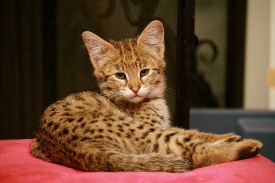 Саванна кошка