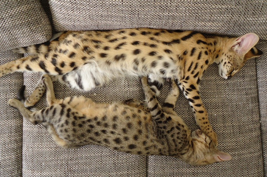 Бенгальская Саванна кошка