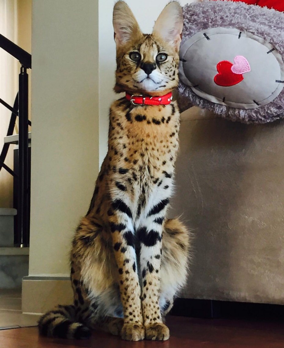 Кошка Саванна и сервал