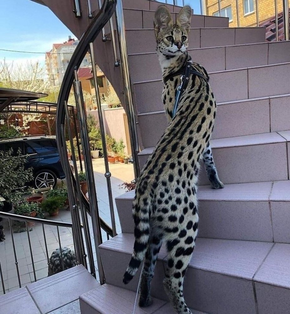 Кошка Саванна и сервал