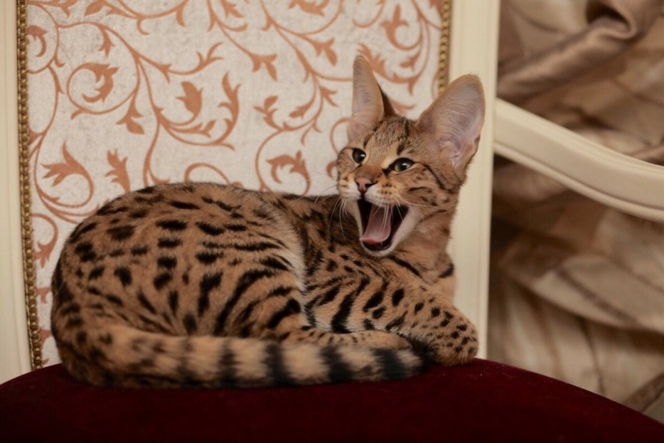 Саванна кошка