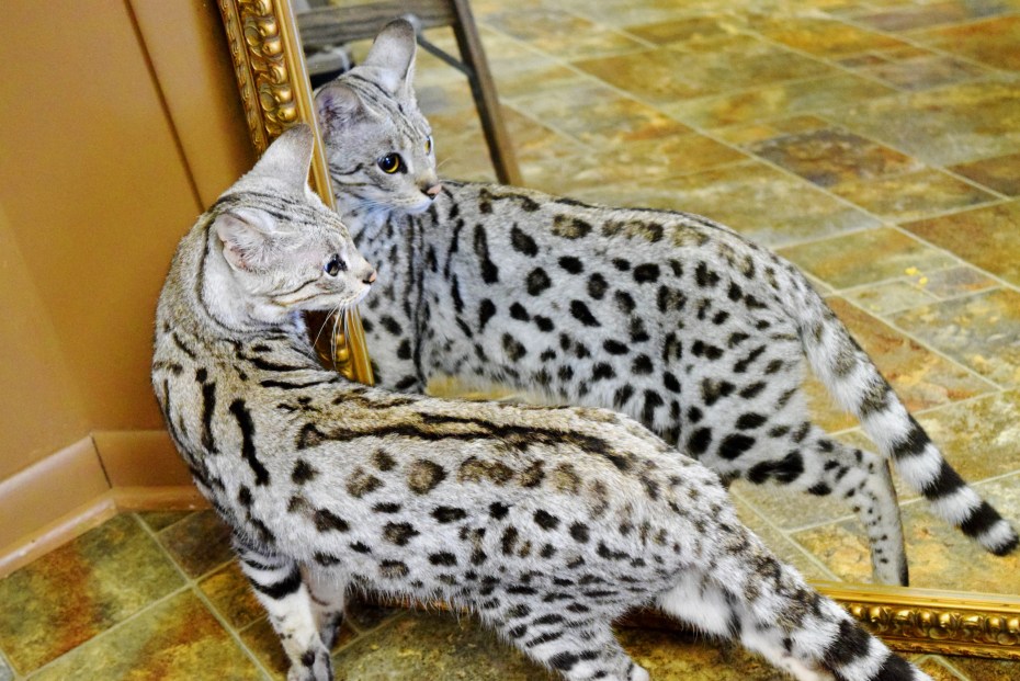 Саванна кошка