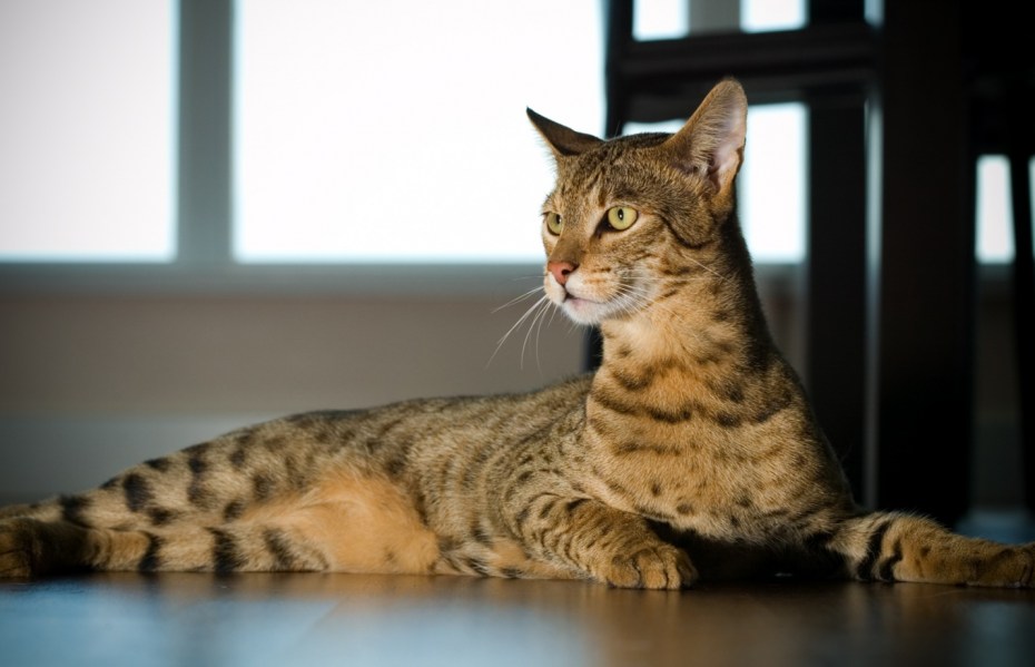 Саванна кошка
