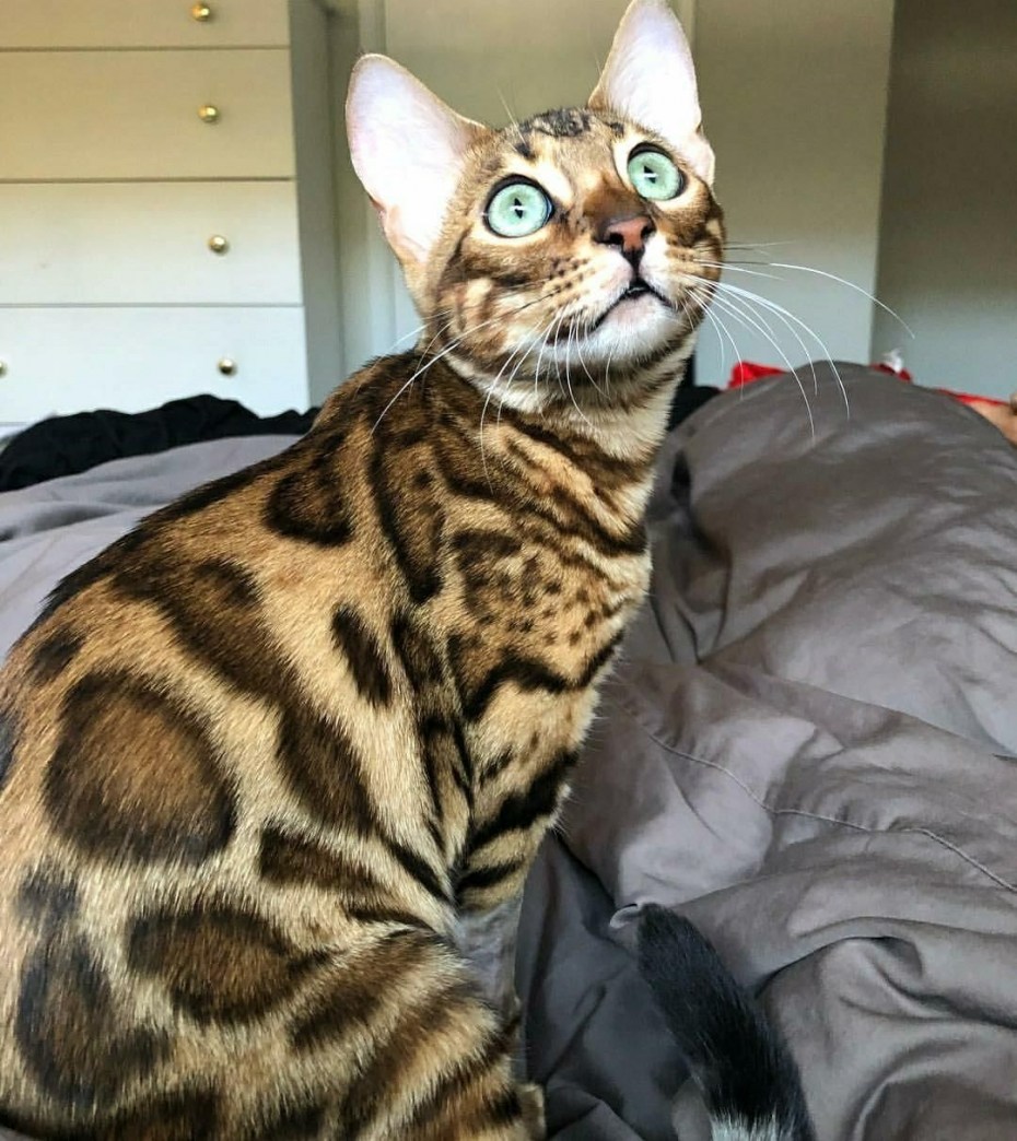 Бенгальский кот гуччи