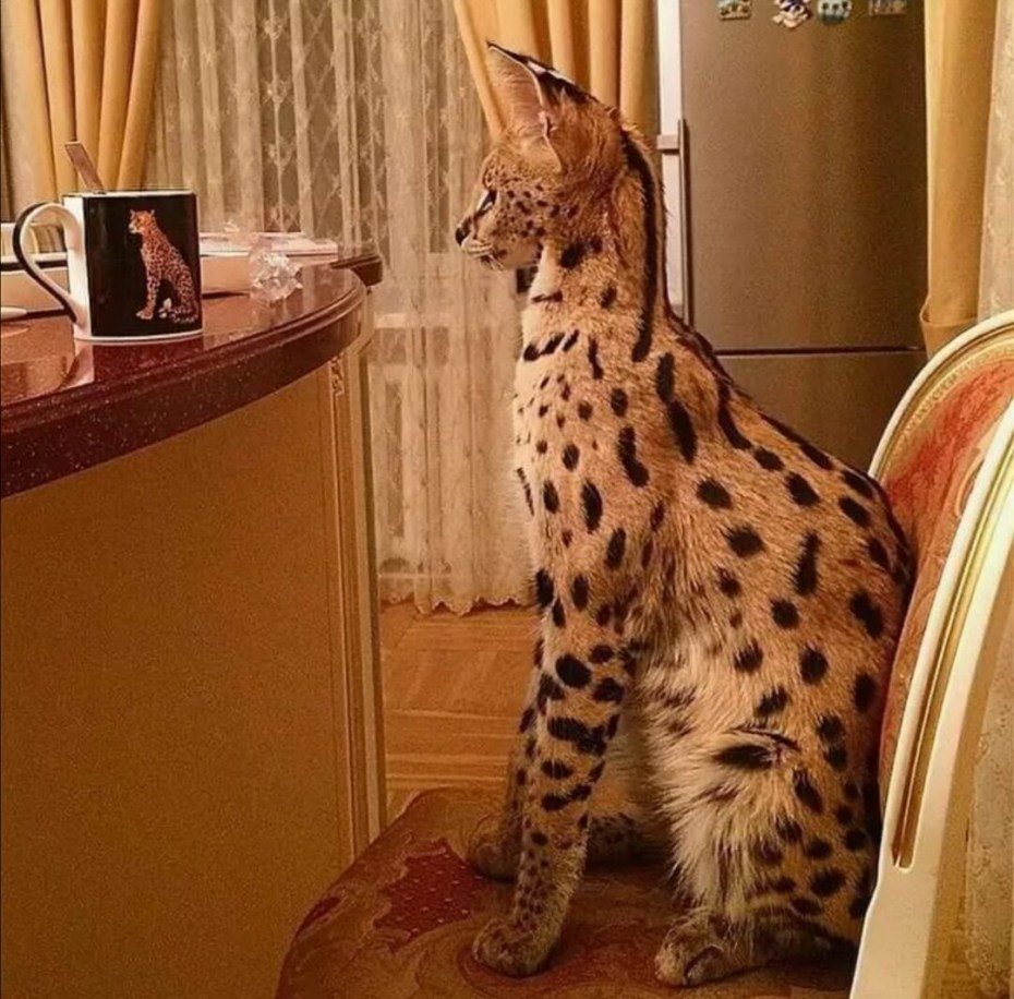 Кошка сервал Ашер Саванна