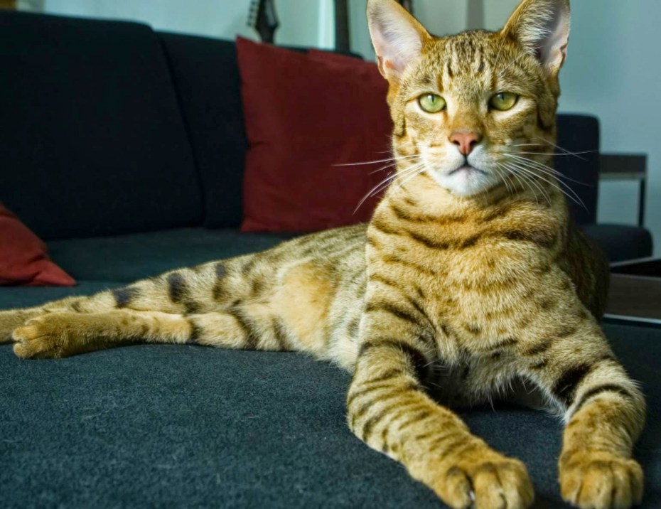 Кошка породы Аллерка