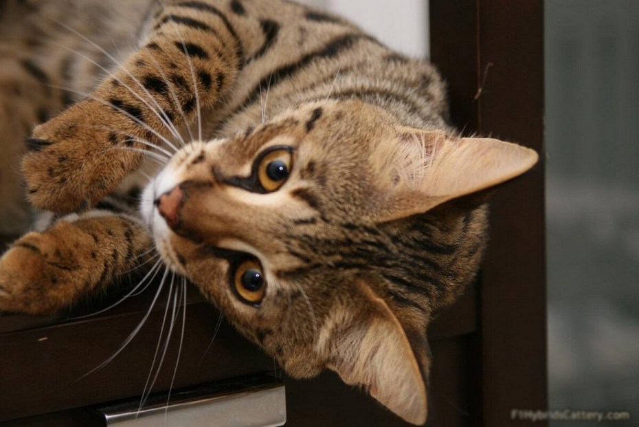 Кошка Ашера