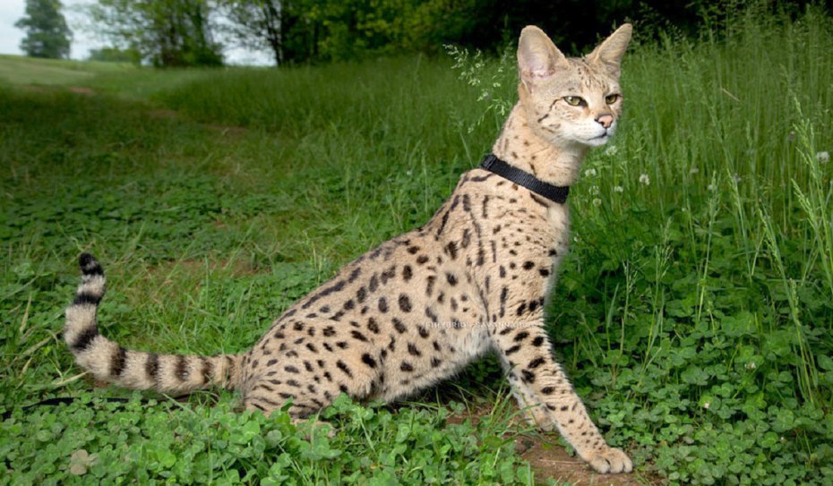 Саванна кошка