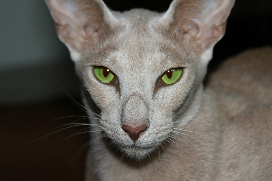Ориентальные котята