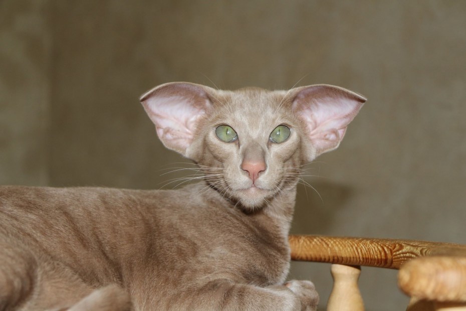 Коты породы Ориентал