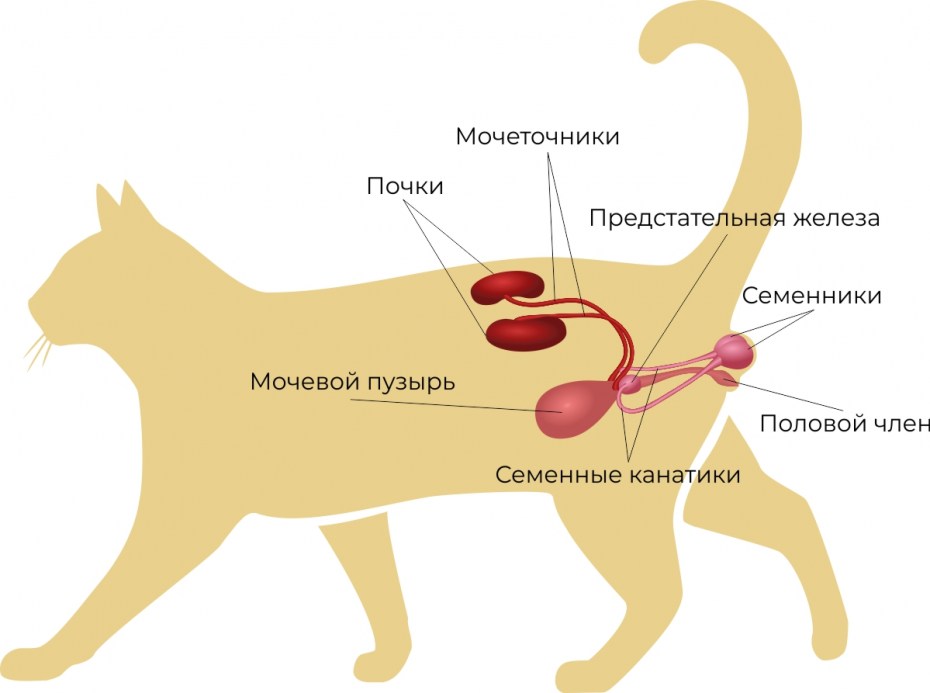Ко́т после кастрации спит сутки
