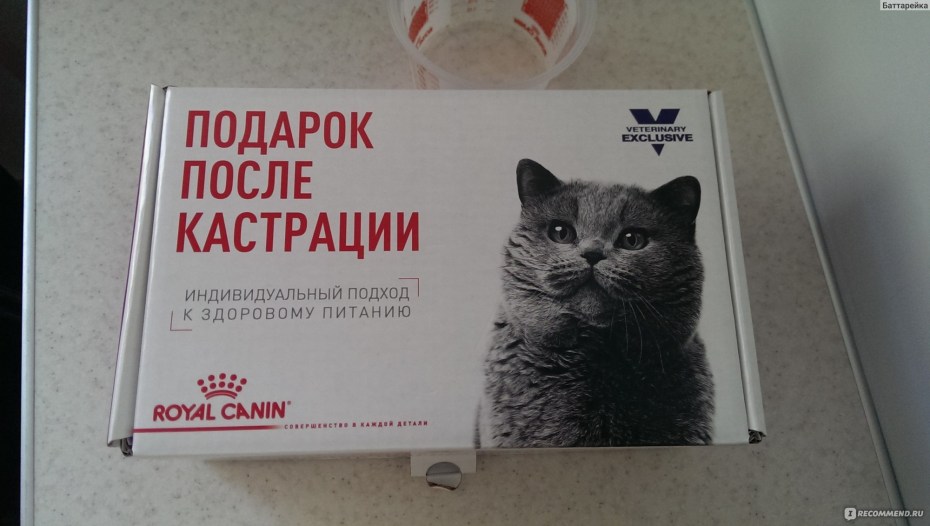 Кошка после стерилизации