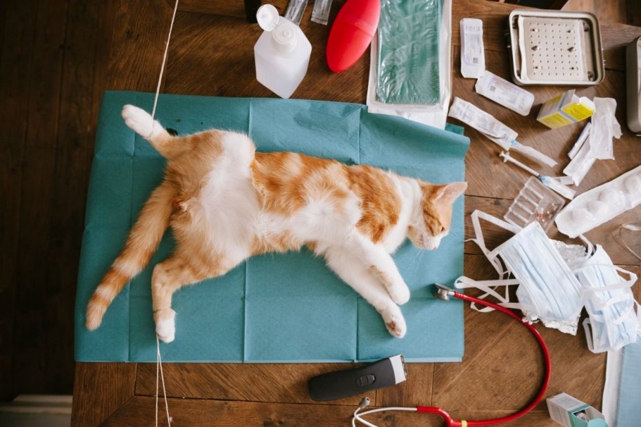 Кастрация кота с крипторхизмом что это