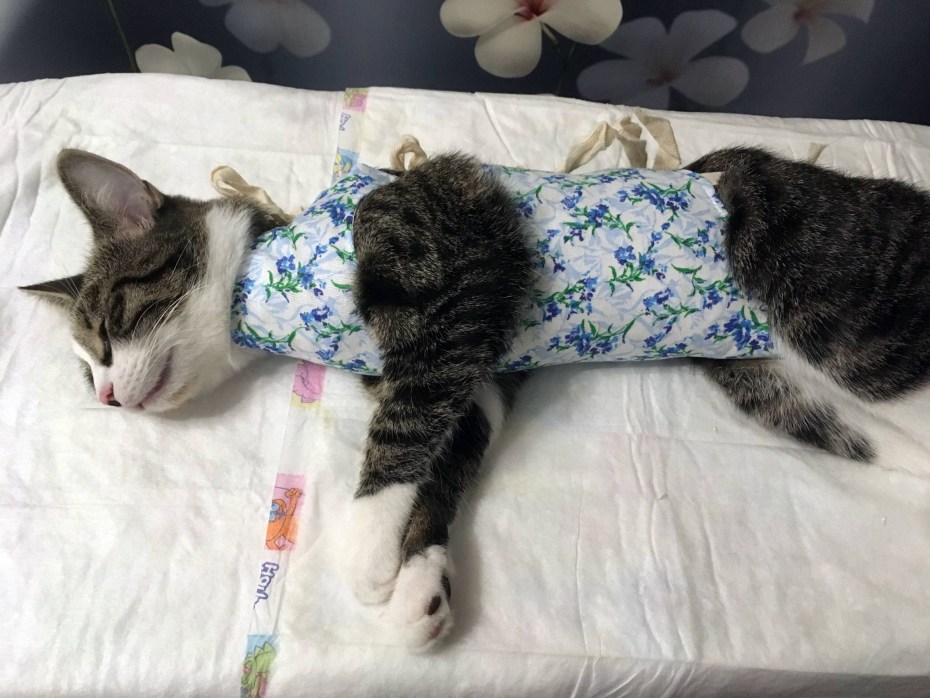 Стерилизация кошек бандаж