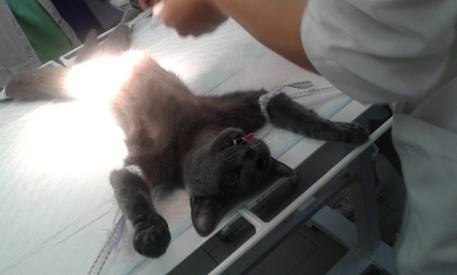 Реакция кота