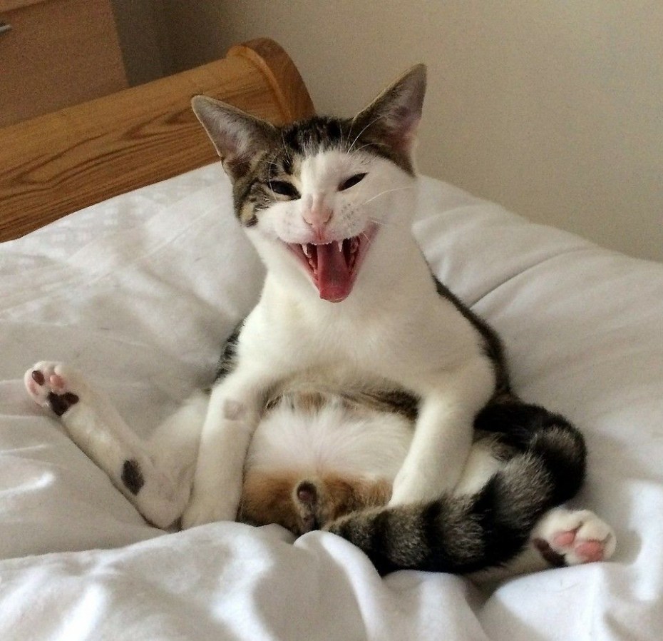 Кастрация кота перевязка