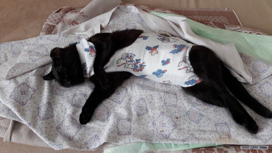 Стерилизация кота схема