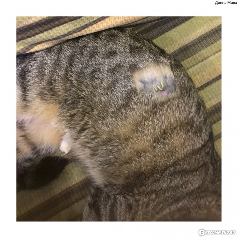 Кастрация кота в Красногорске