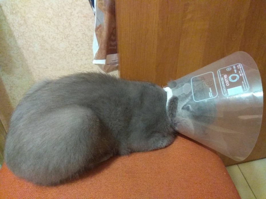 Воротник для котов