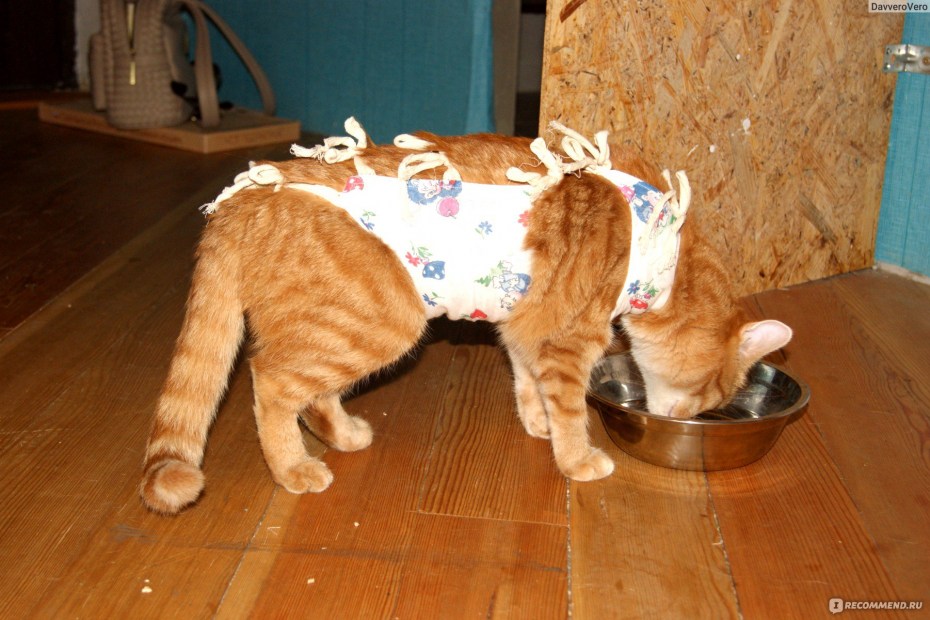 Смешной кот врач
