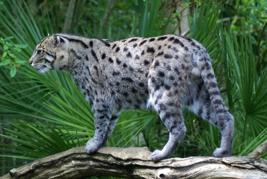 Европейский Лесной кот камышовый