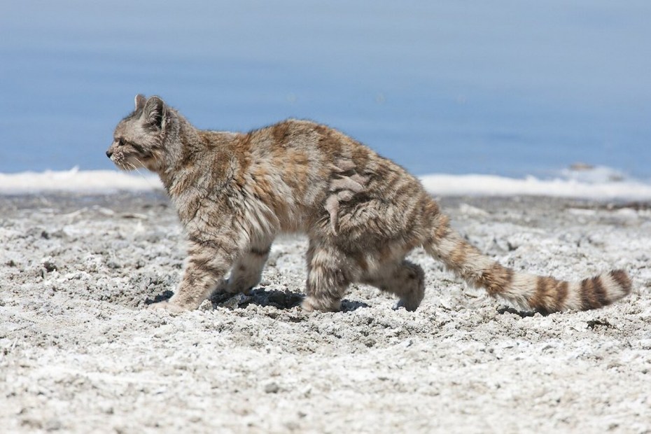 Leopardus Jacobitus