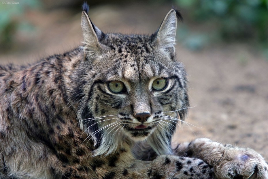 Кошачье семейство