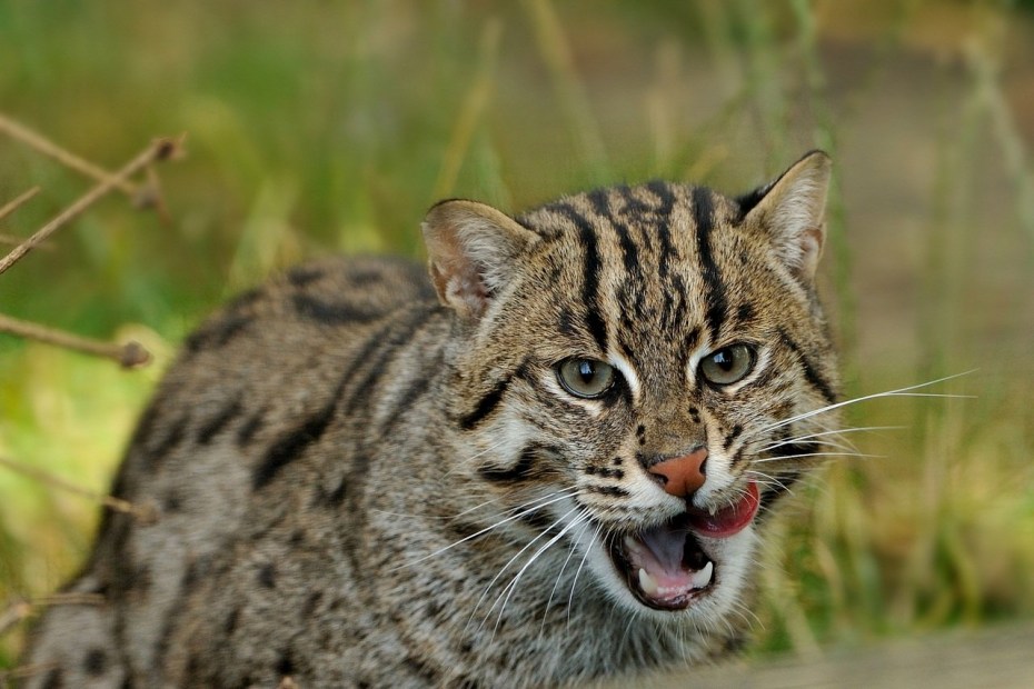 Leopardus guigna
