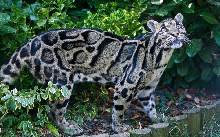 Шотландская Дикая Лесная кошка