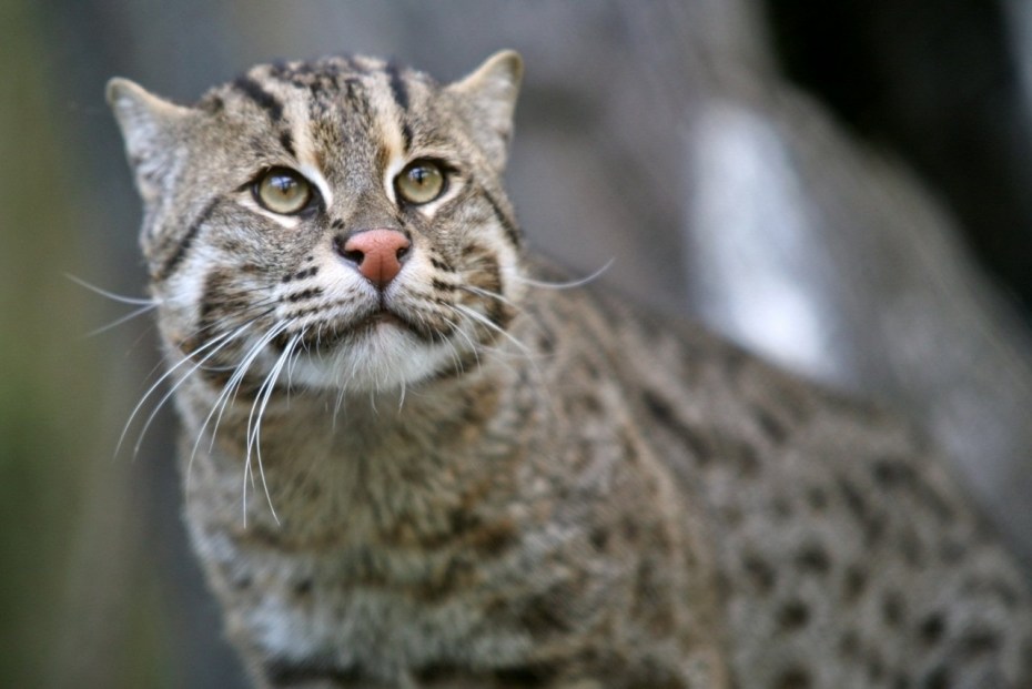 Leopardus Jacobitus