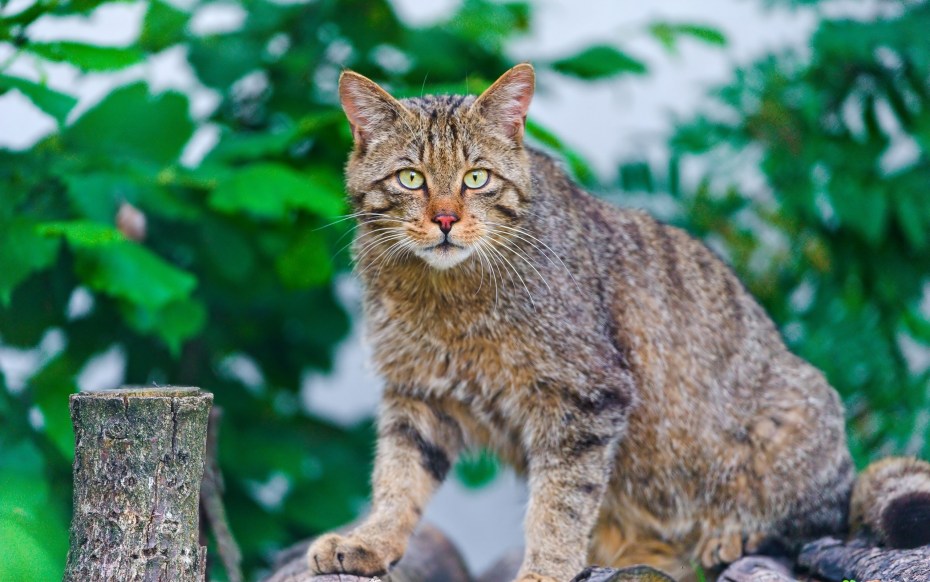 Кошка Рысь