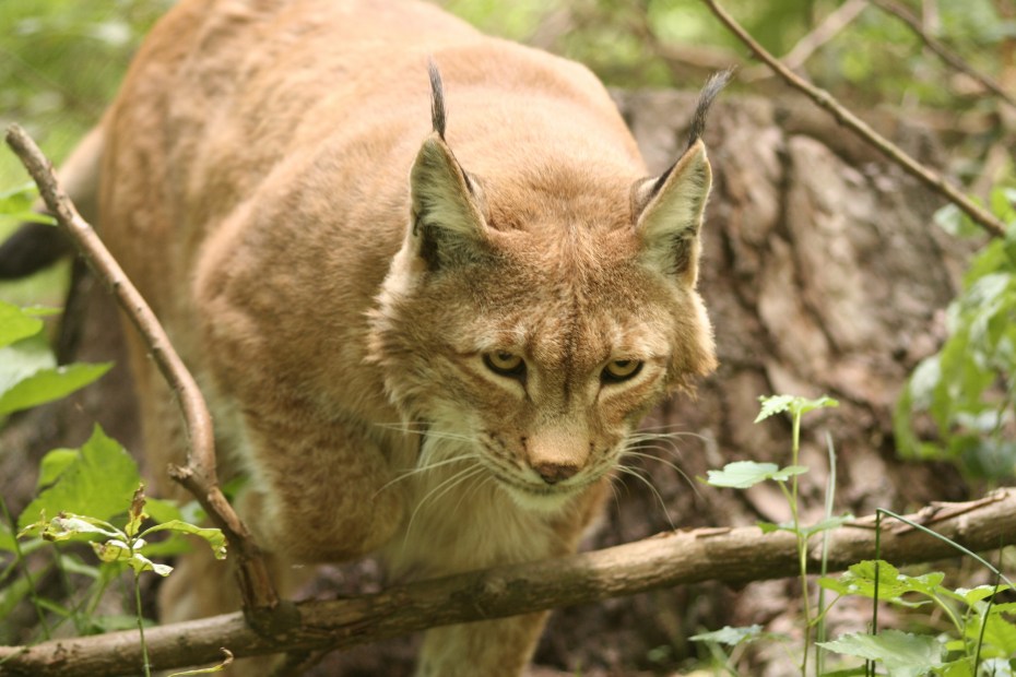 Степной кот (Felis Silvestris lybica)