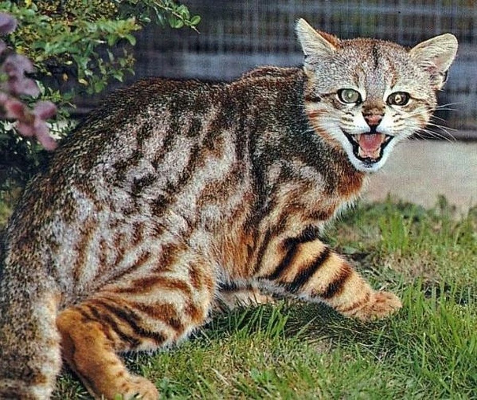 Чилийская кошка кодкод