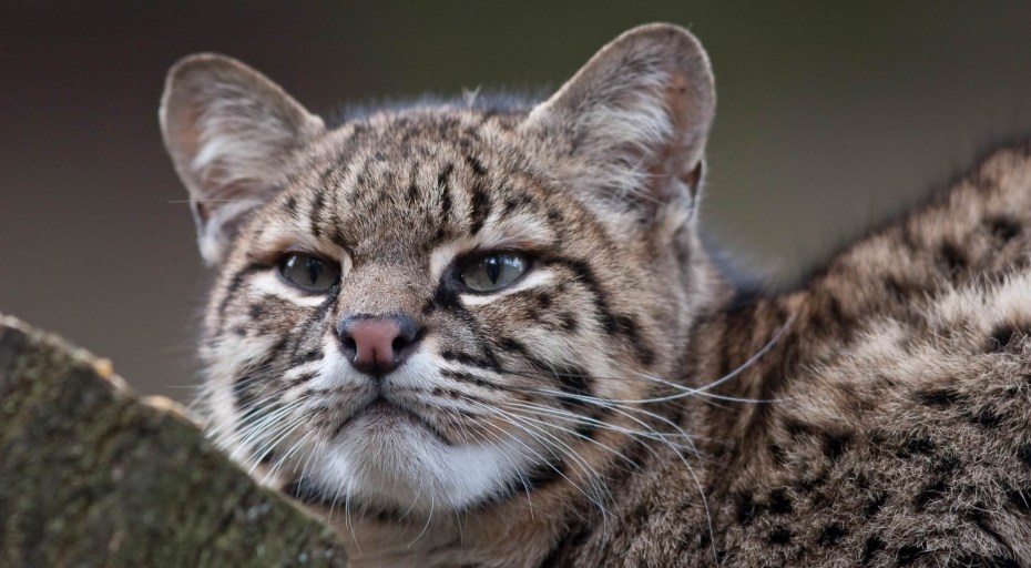 Ягуарунди кошка