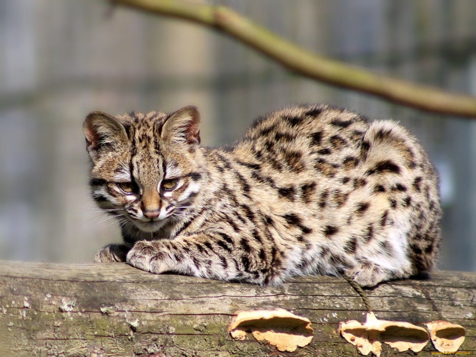 Кот Манул